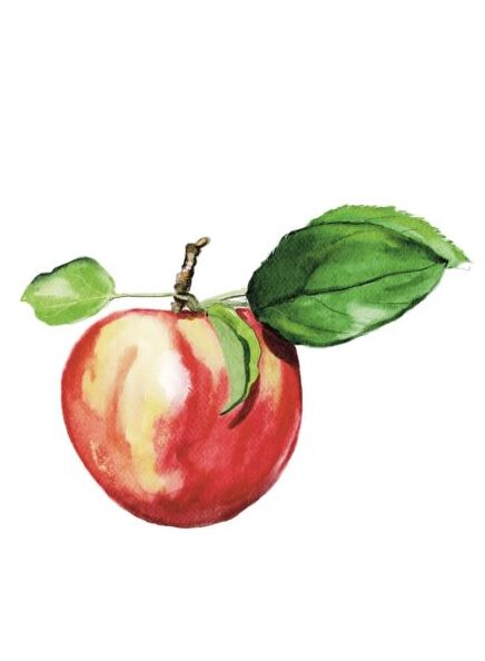 Apple Illustration by Stefanie Viëtor