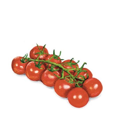 Illustratie Stefanie Viëtor Pomodori